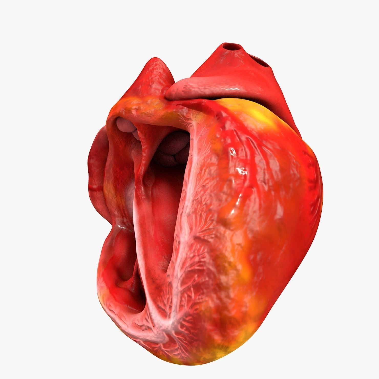 Animated Realistic Human Heart - Medically Accurate Low-poly 3D model_37