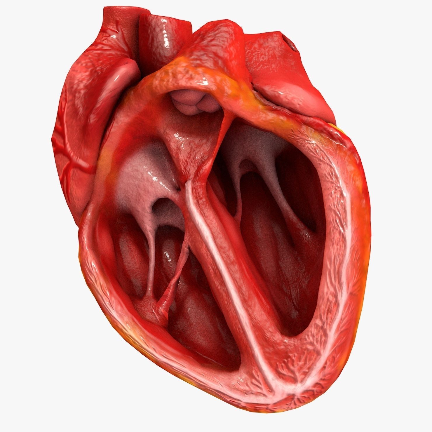 Animated Realistic Human Heart - Medically Accurate Low-poly 3D model_59