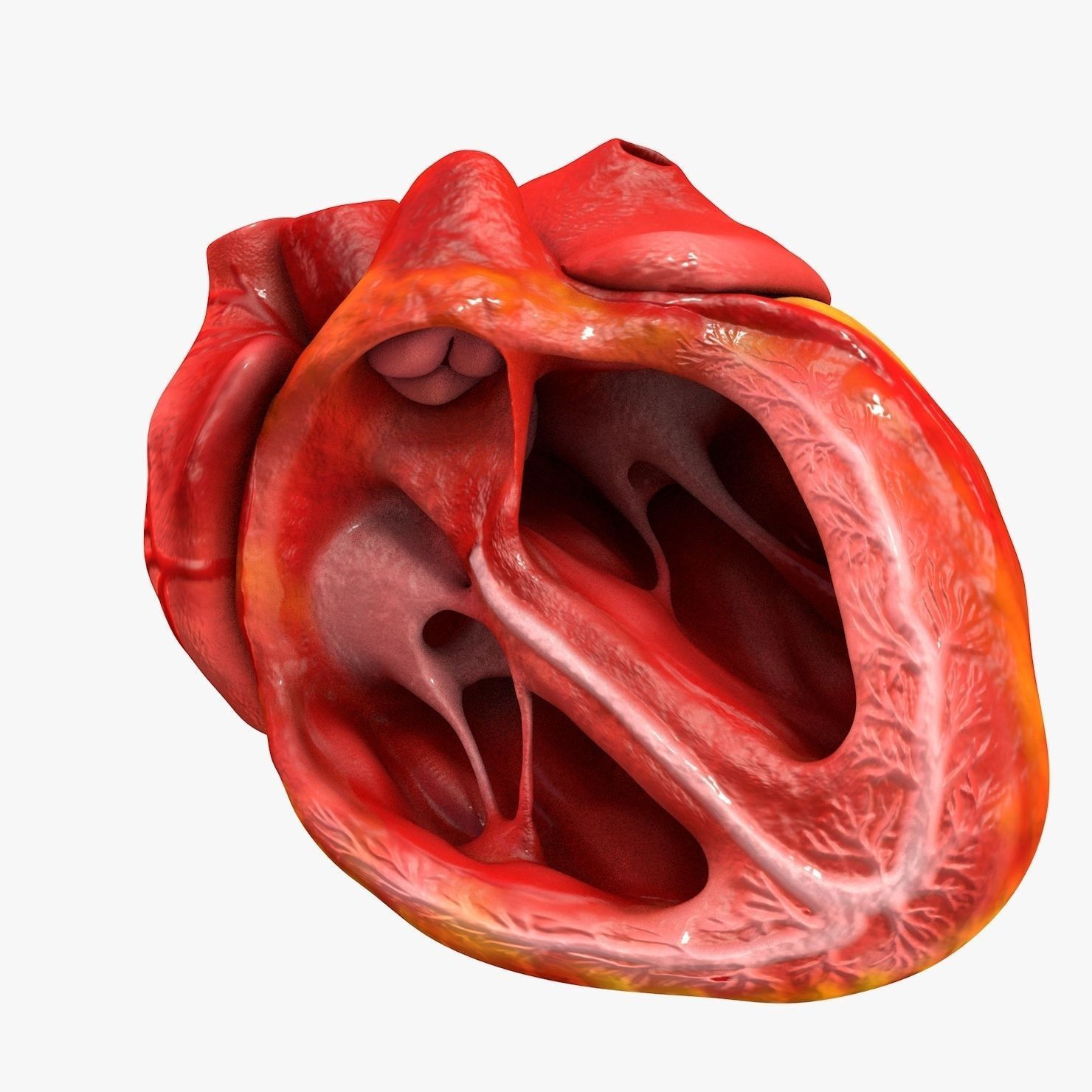 Animated Realistic Human Heart - Medically Accurate Low-poly 3D model_42
