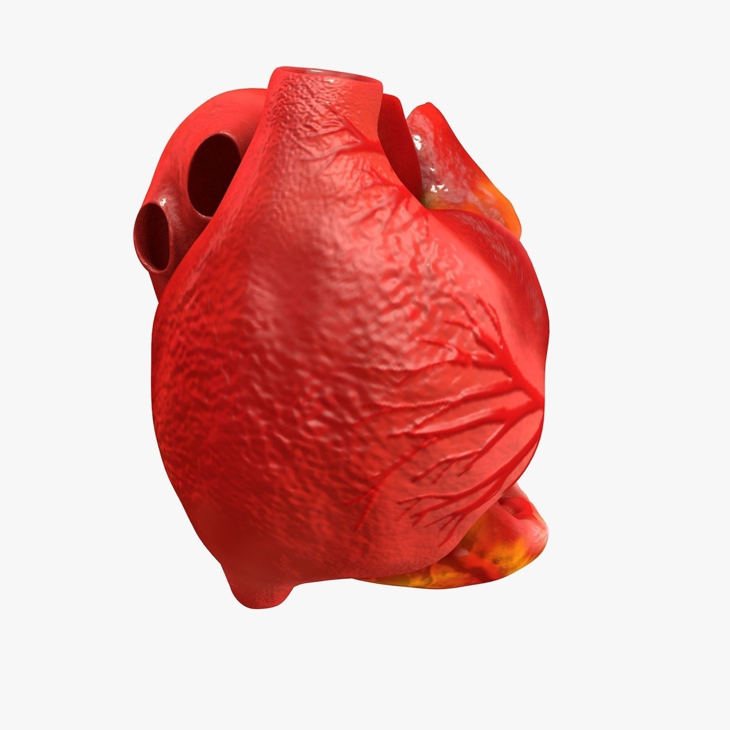 Animated Realistic Human Heart - Medically Accurate Low-poly 3D model_16