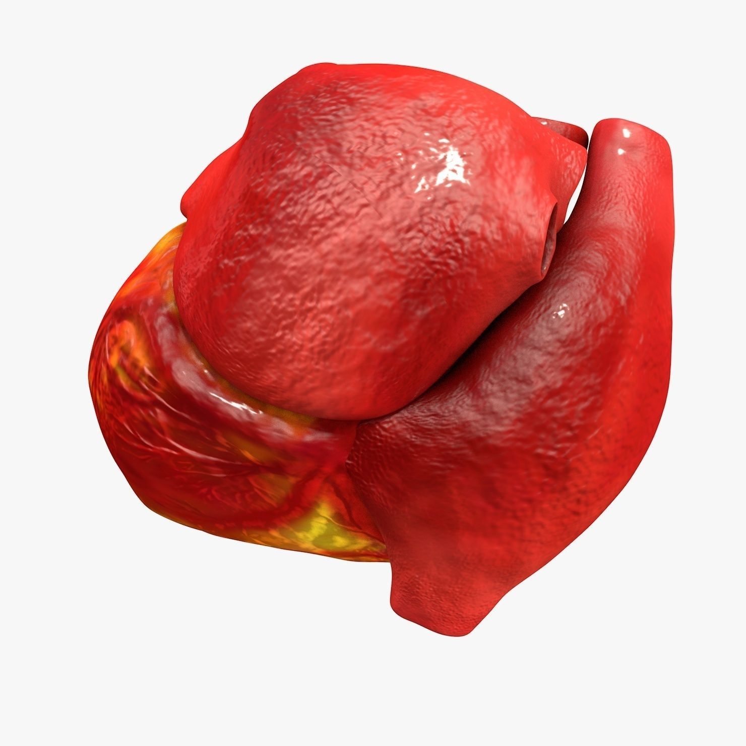 Animated Realistic Human Heart - Medically Accurate Low-poly 3D model_26