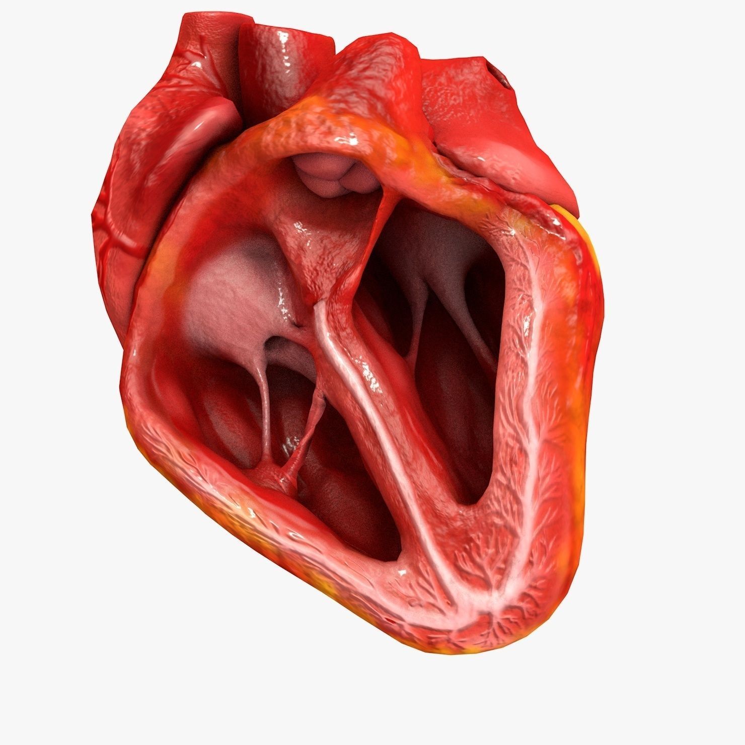 Animated Realistic Human Heart - Medically Accurate Low-poly 3D model_63