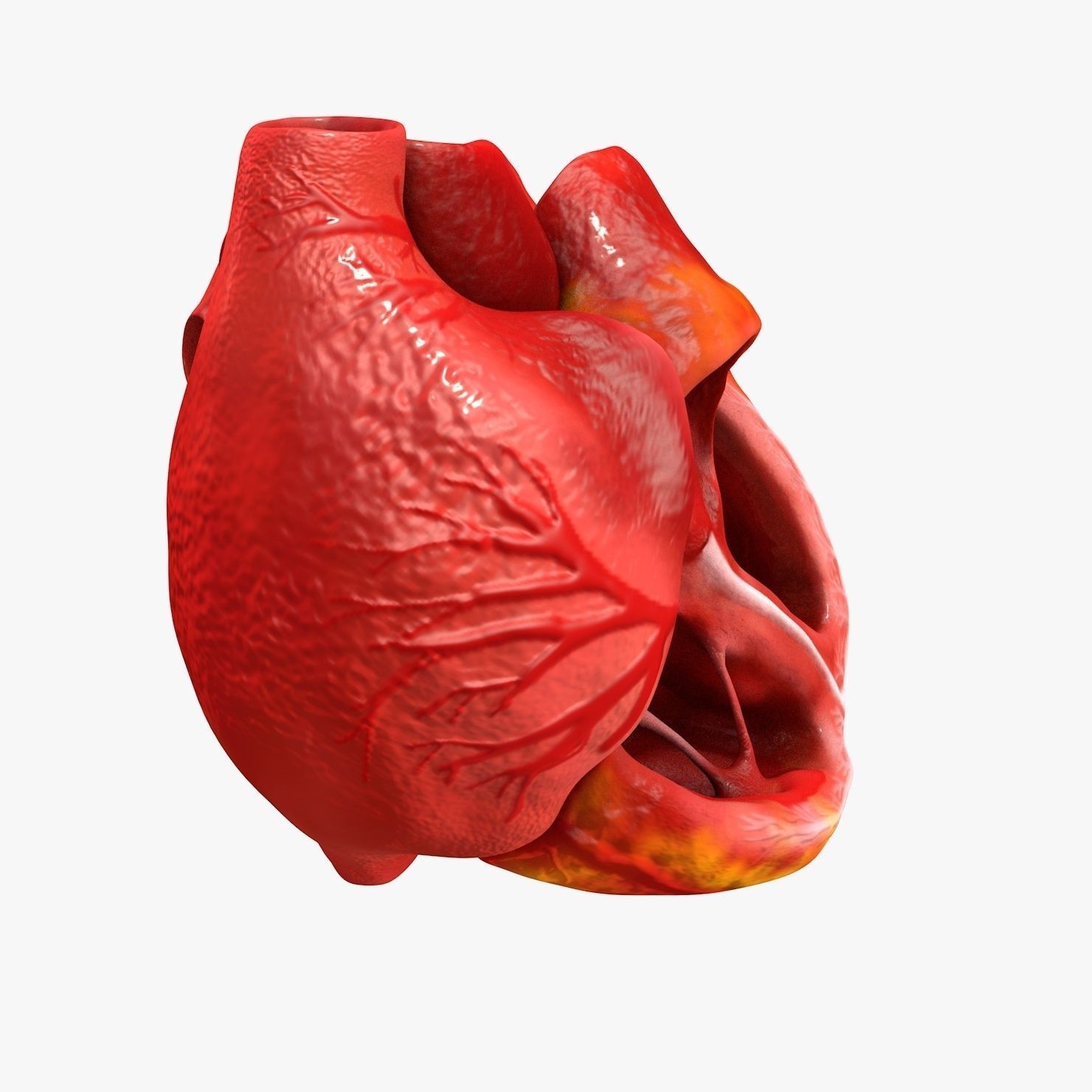 Animated Realistic Human Heart - Medically Accurate Low-poly 3D model_8