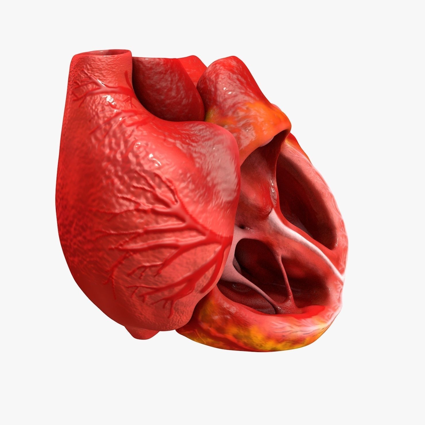 Animated Realistic Human Heart - Medically Accurate Low-poly 3D model_13