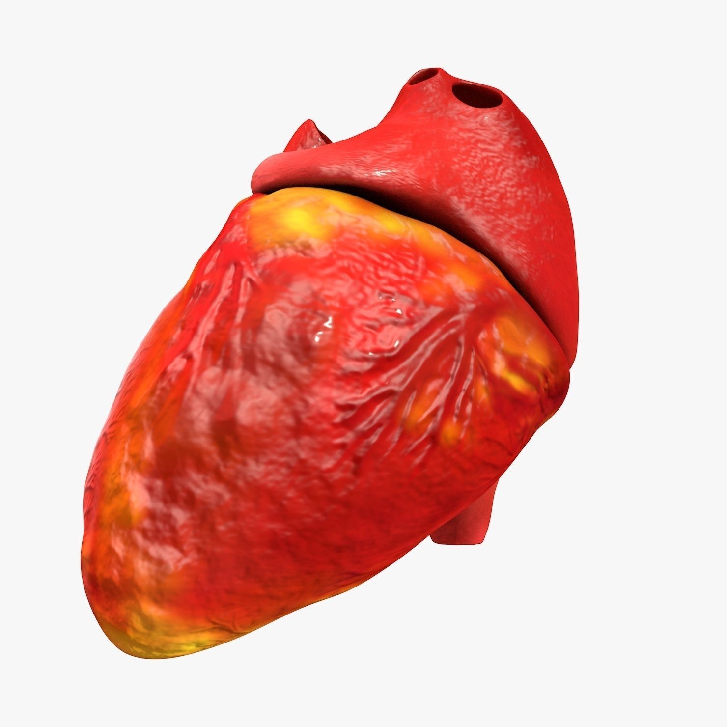 Animated Realistic Human Heart - Medically Accurate Low-poly 3D model_34