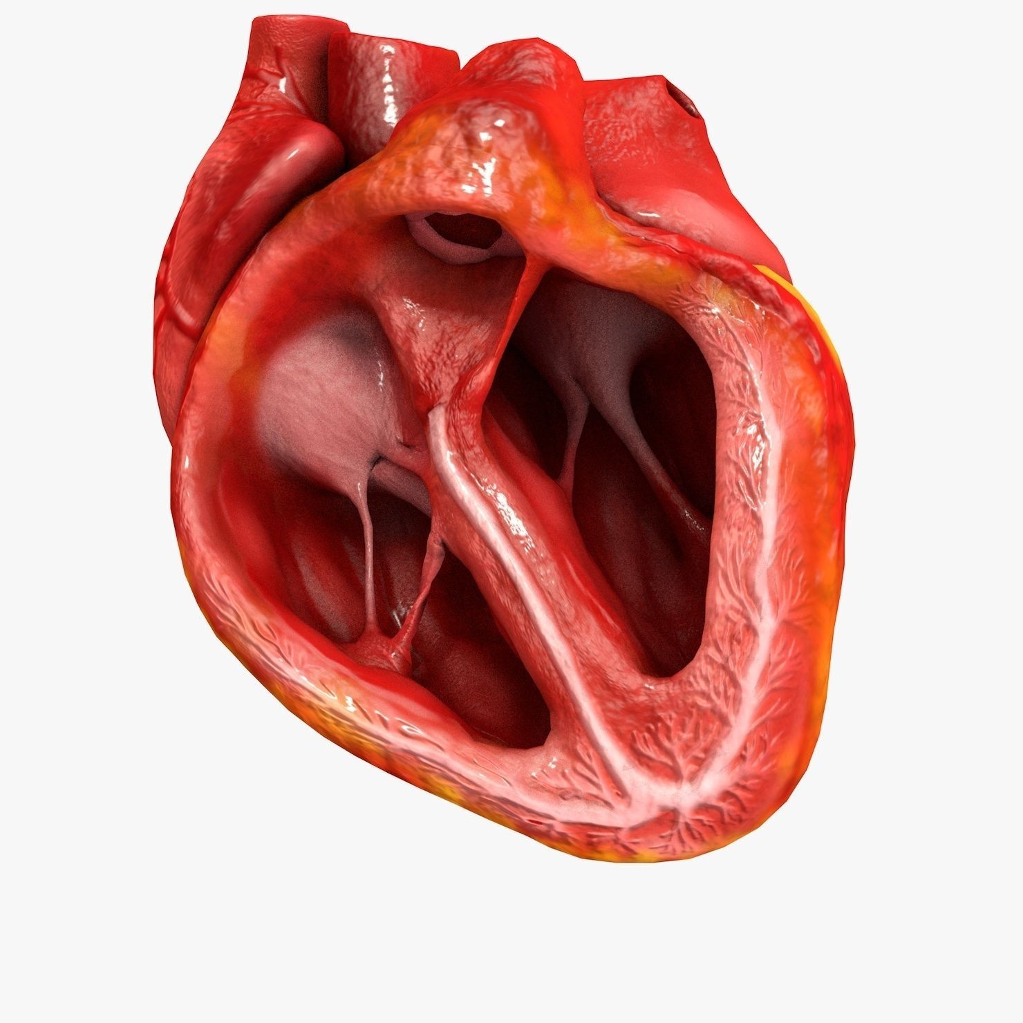 Animated Realistic Human Heart - Medically Accurate Low-poly 3D model_53