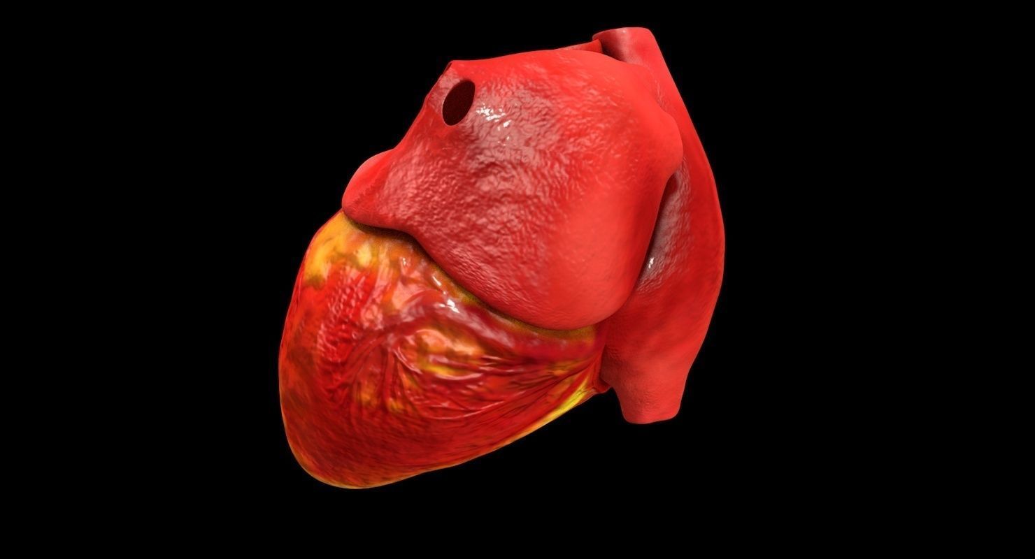 Animated Realistic Human Heart - Medically Accurate Low-poly 3D model_3