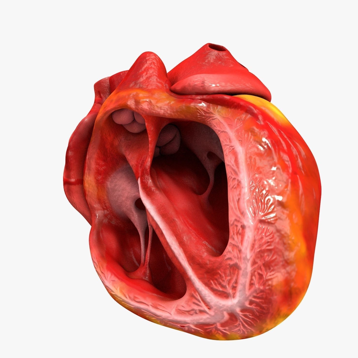 Animated Realistic Human Heart - Medically Accurate Low-poly 3D model_39