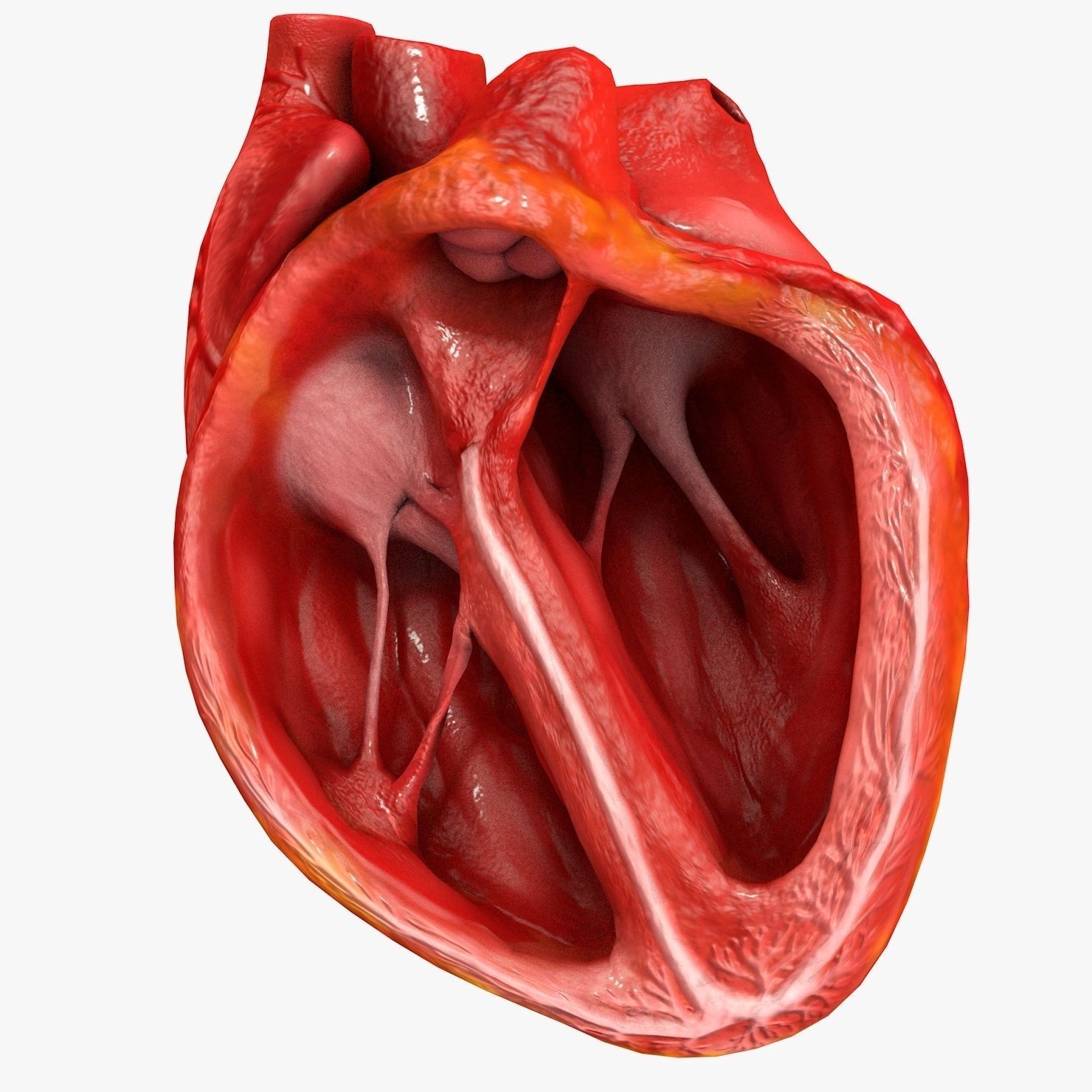 Animated Realistic Human Heart - Medically Accurate Low-poly 3D model_47