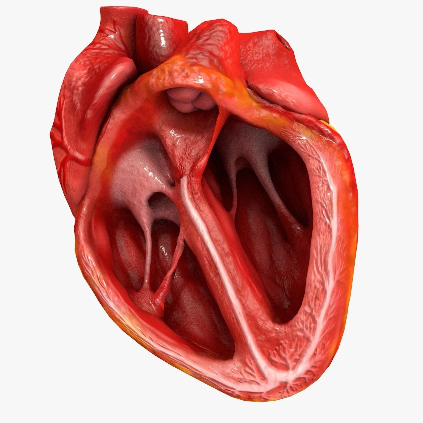 Animated Realistic Human Heart - Medically Accurate Low-poly 3D model_60