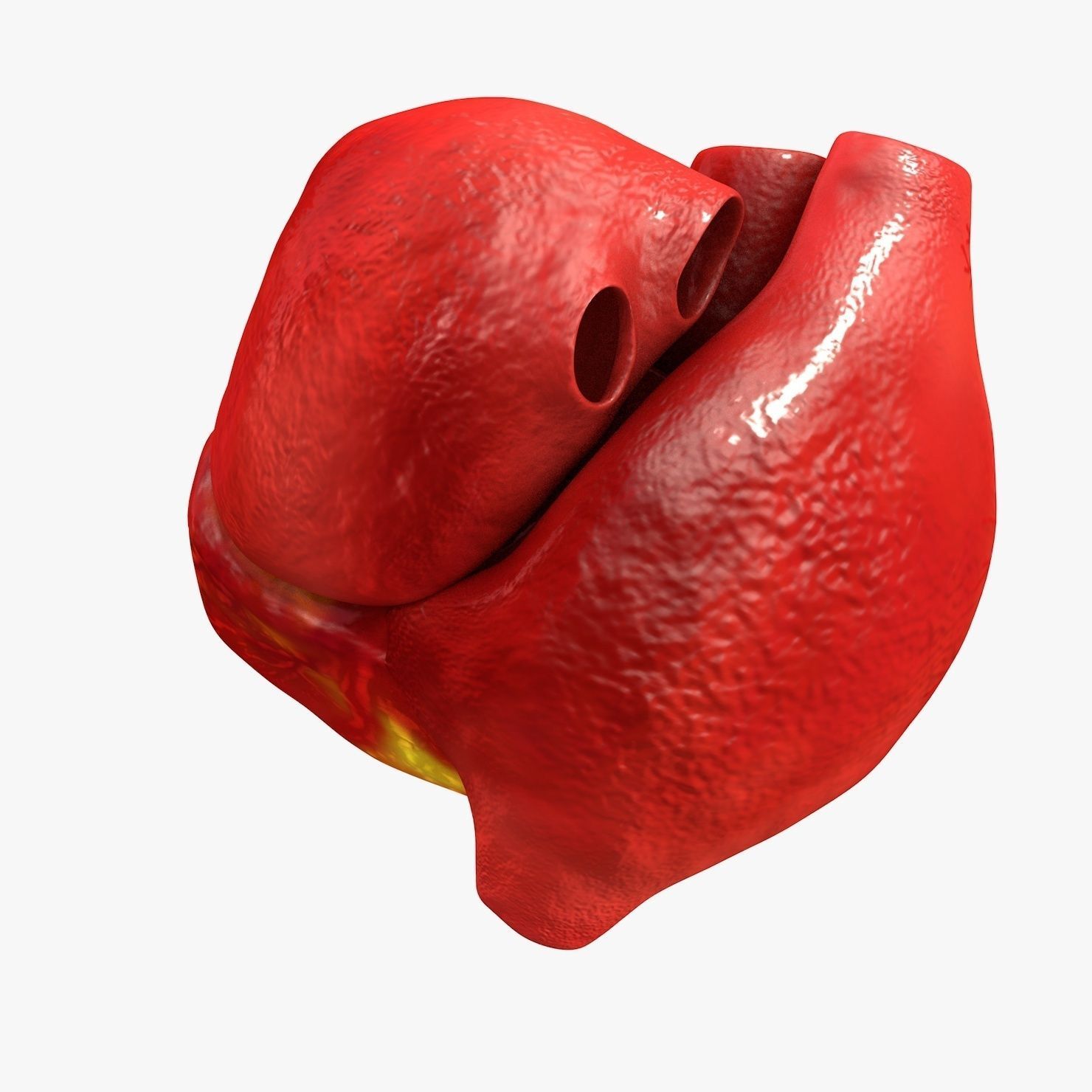Animated Realistic Human Heart - Medically Accurate Low-poly 3D model_22