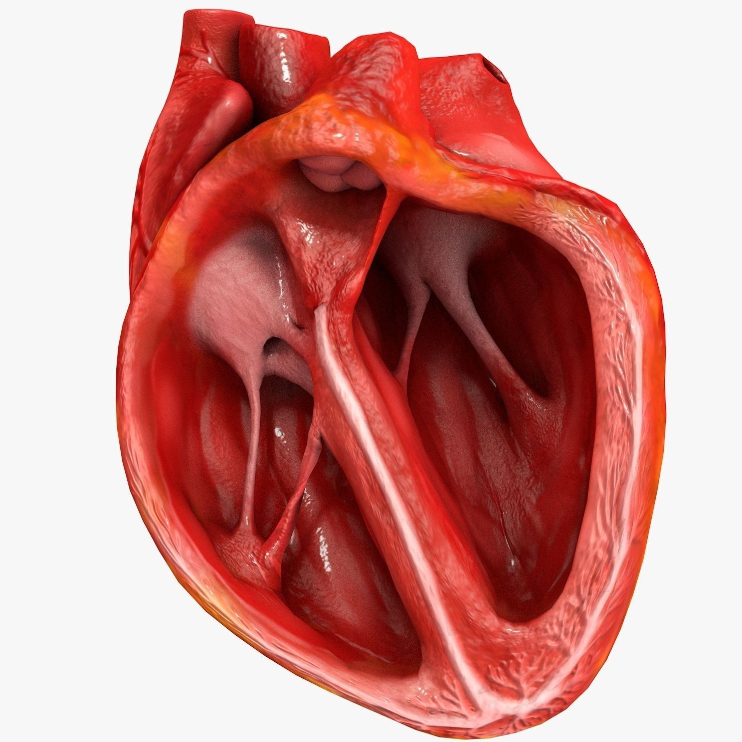 Animated Realistic Human Heart - Medically Accurate Low-poly 3D model_50