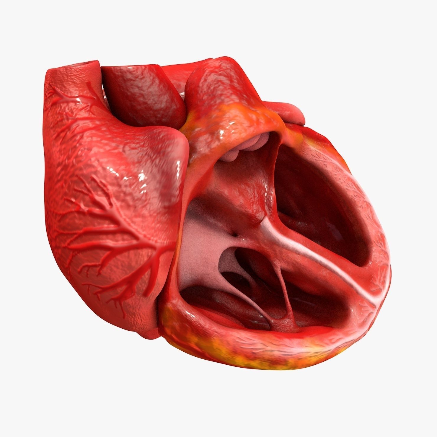 Animated Realistic Human Heart - Medically Accurate Low-poly 3D model_11