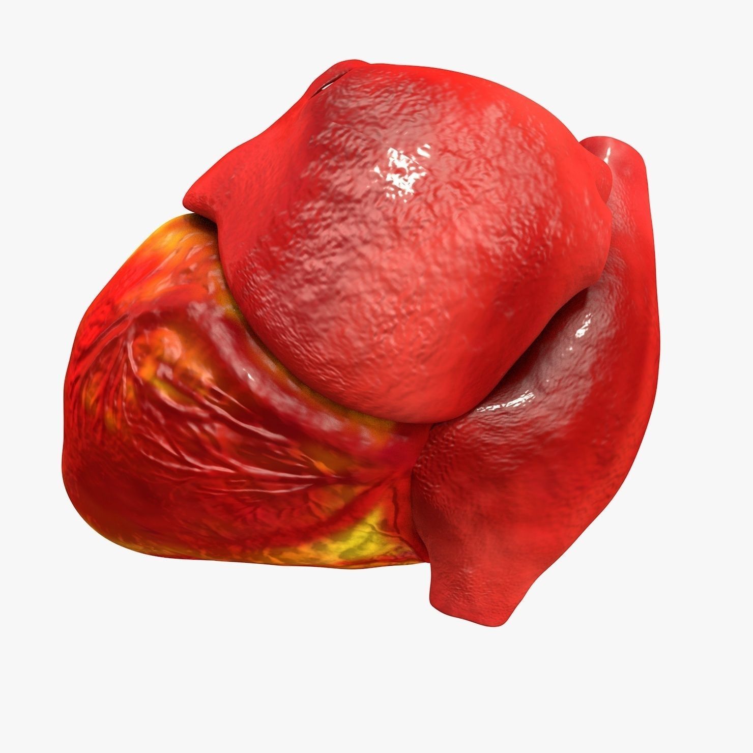 Animated Realistic Human Heart - Medically Accurate Low-poly 3D model_23