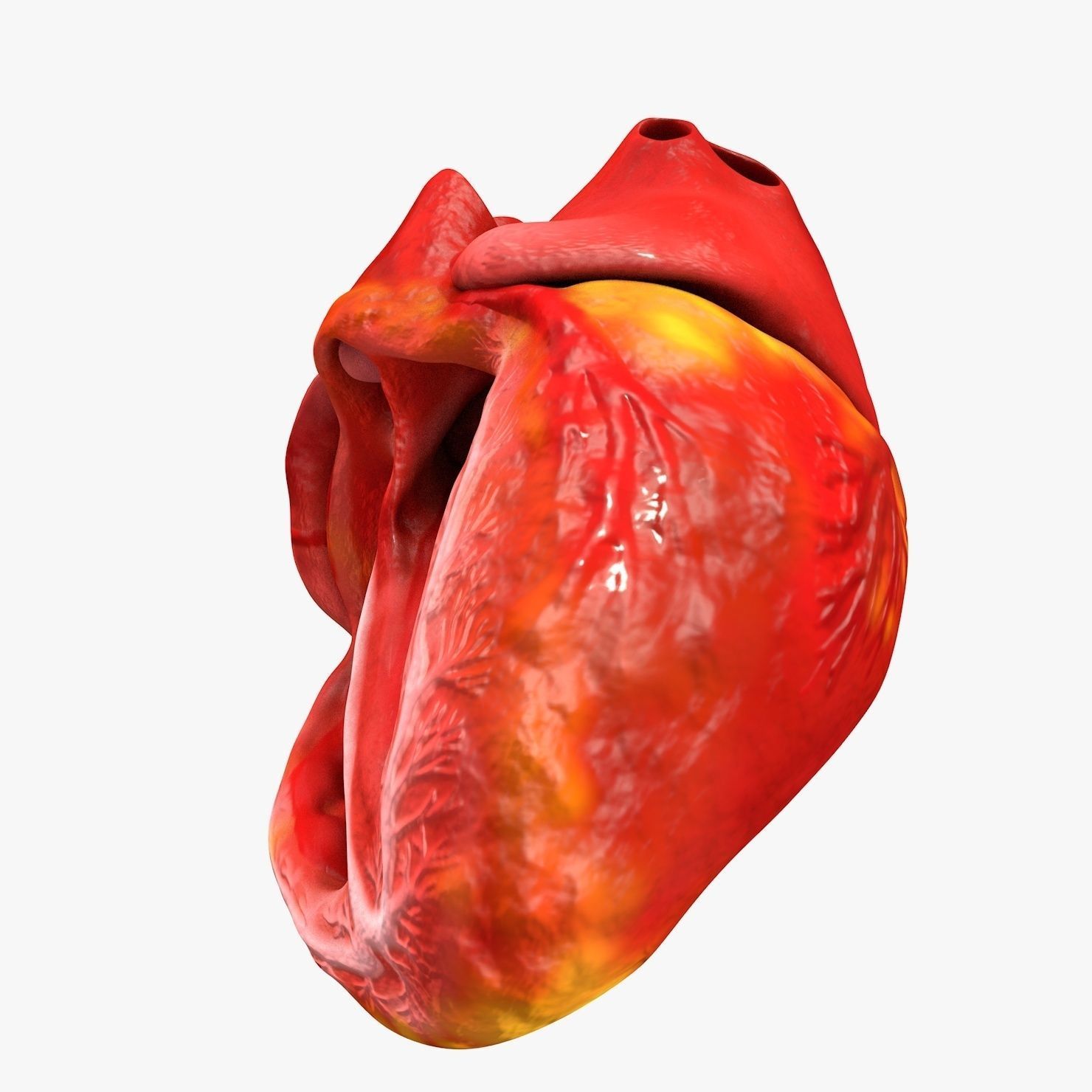 Animated Realistic Human Heart - Medically Accurate Low-poly 3D model_33