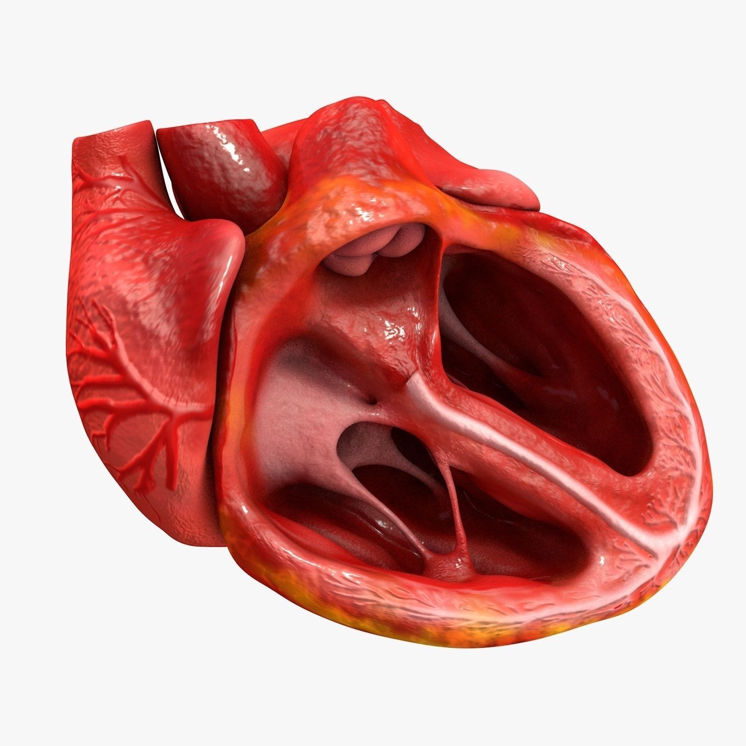 Animated Realistic Human Heart - Medically Accurate Low-poly 3D model_14