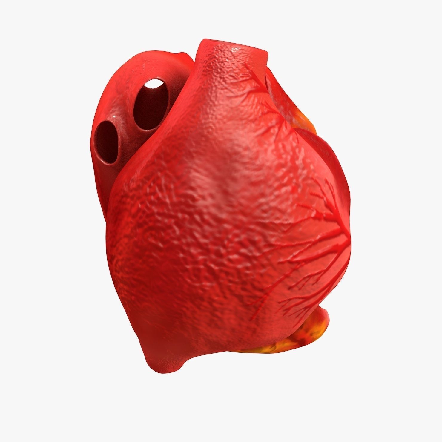 Animated Realistic Human Heart - Medically Accurate Low-poly 3D model_15