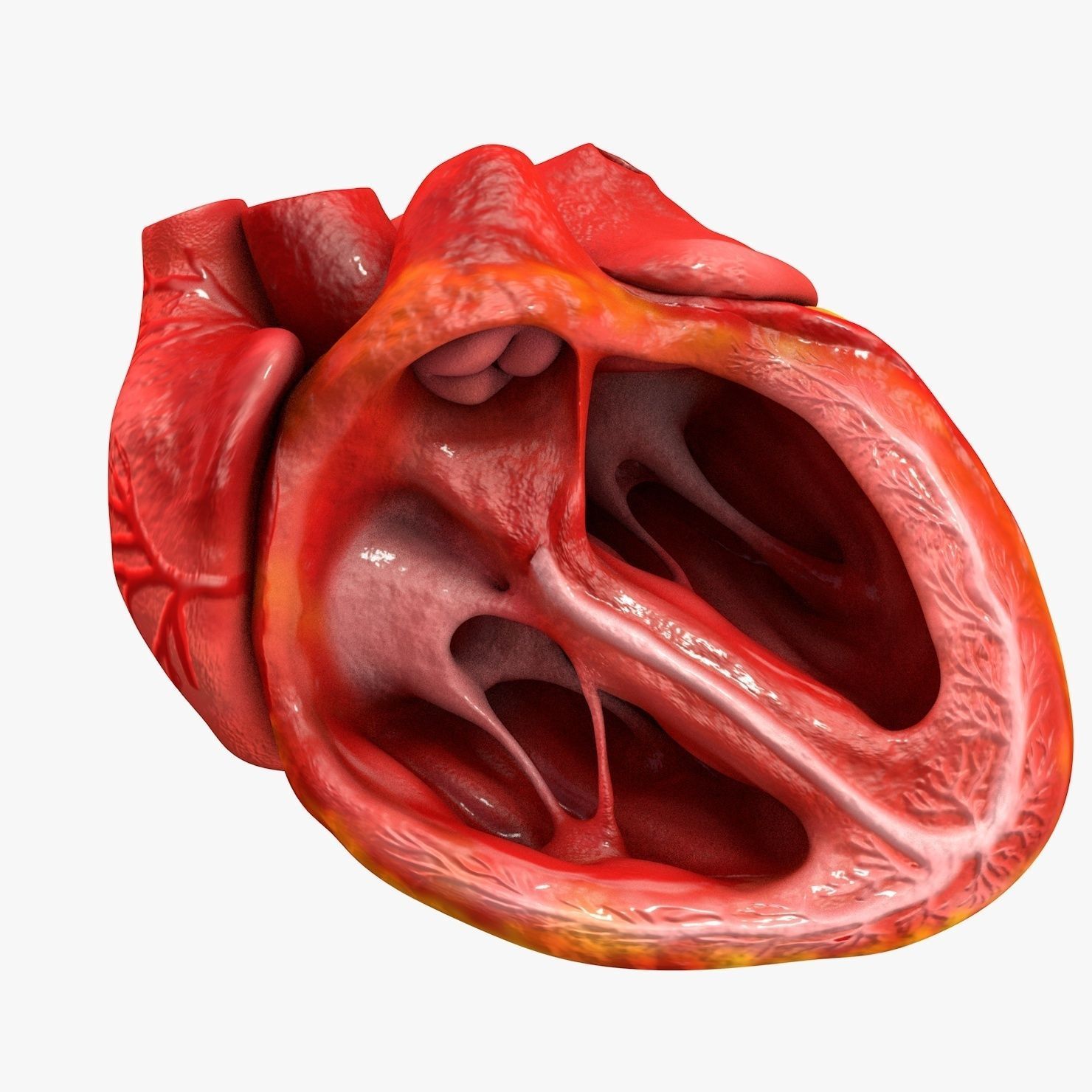 Animated Realistic Human Heart - Medically Accurate Low-poly 3D model_44