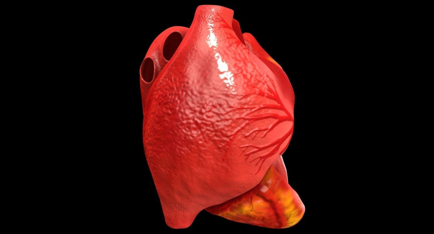 Animated Realistic Human Heart - Medically Accurate Low-poly 3D model_6