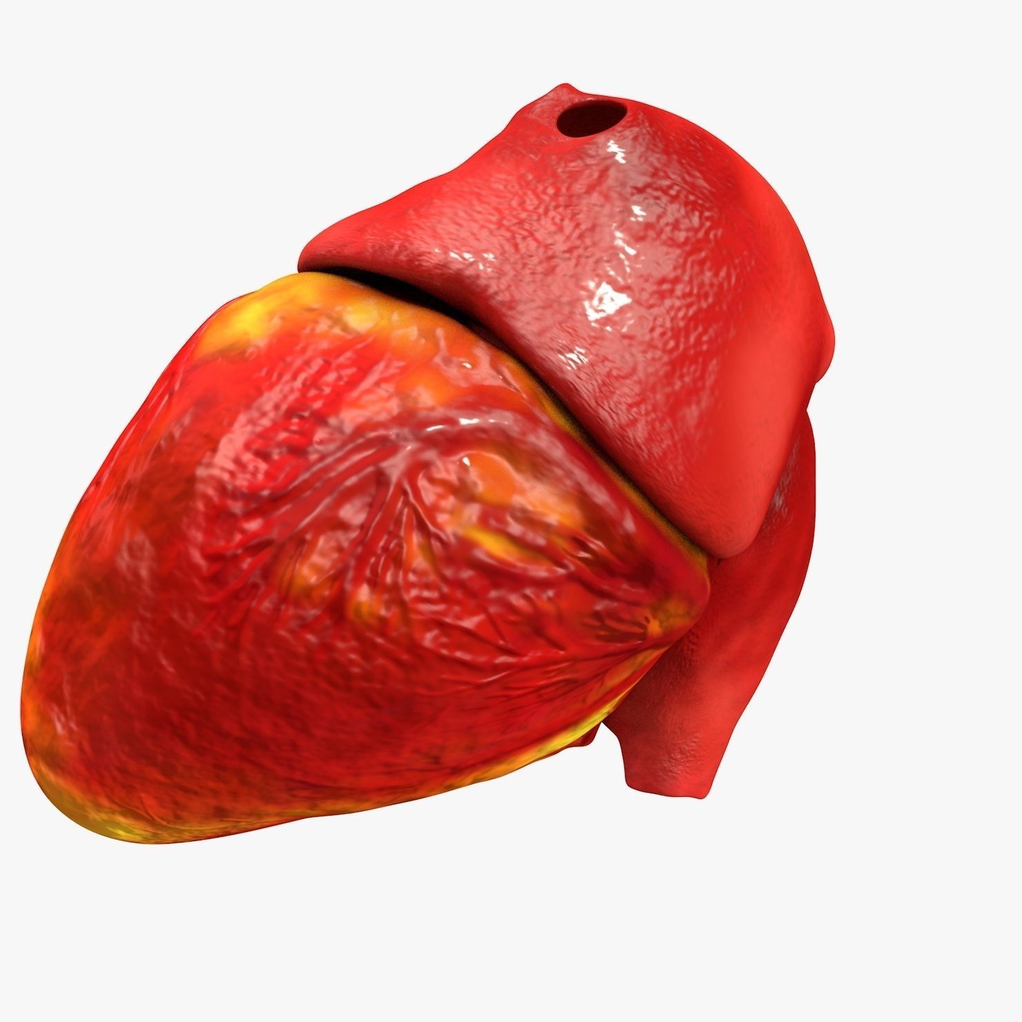 Animated Realistic Human Heart - Medically Accurate Low-poly 3D model_36