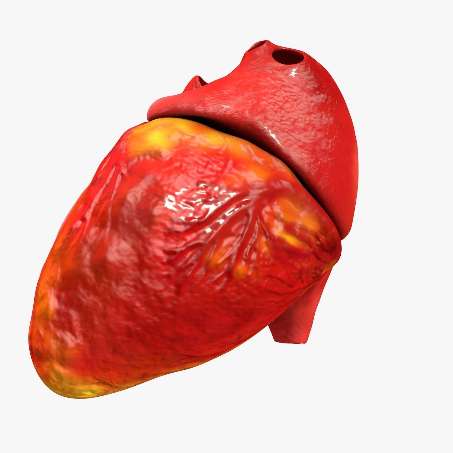 Animated Realistic Human Heart - Medically Accurate Low-poly 3D model_31