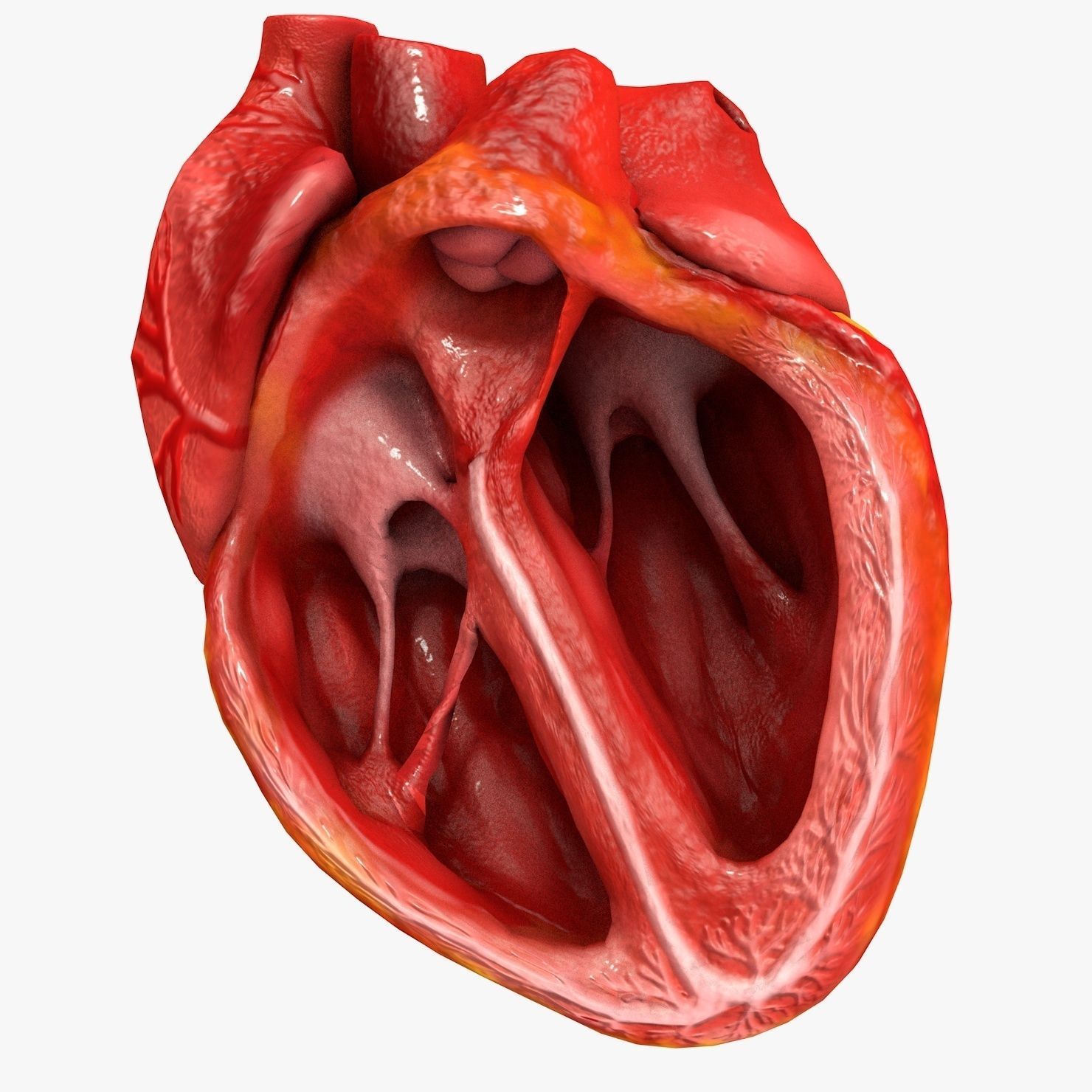Animated Realistic Human Heart - Medically Accurate Low-poly 3D model_61