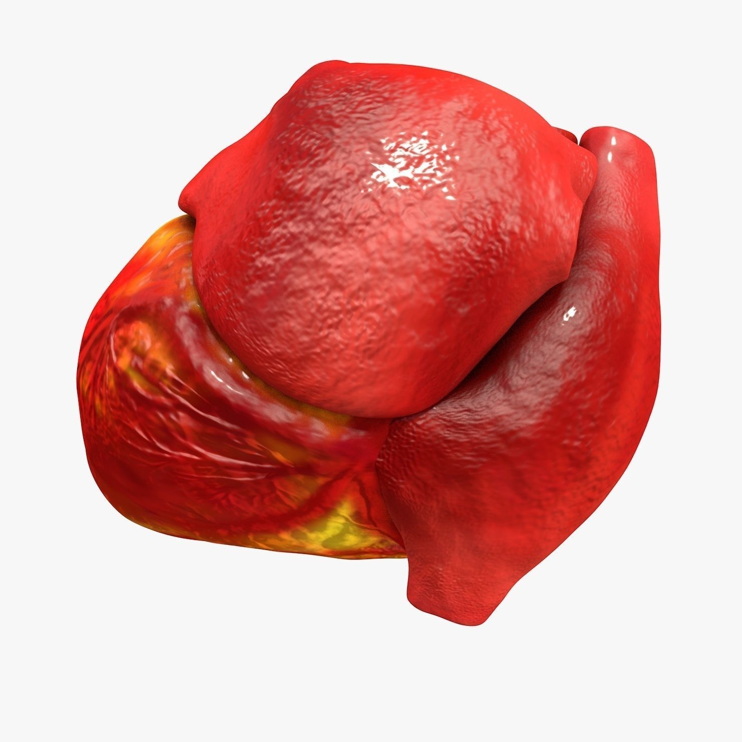 Animated Realistic Human Heart - Medically Accurate Low-poly 3D model_24