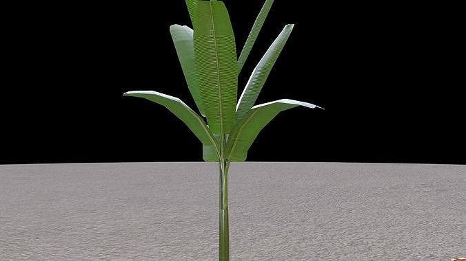 Green Banana Tree Free 3D model