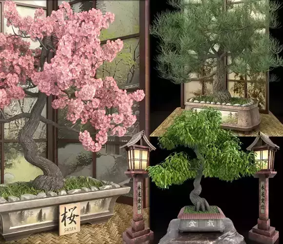 Bonsai set  sakura coniferous deciduous