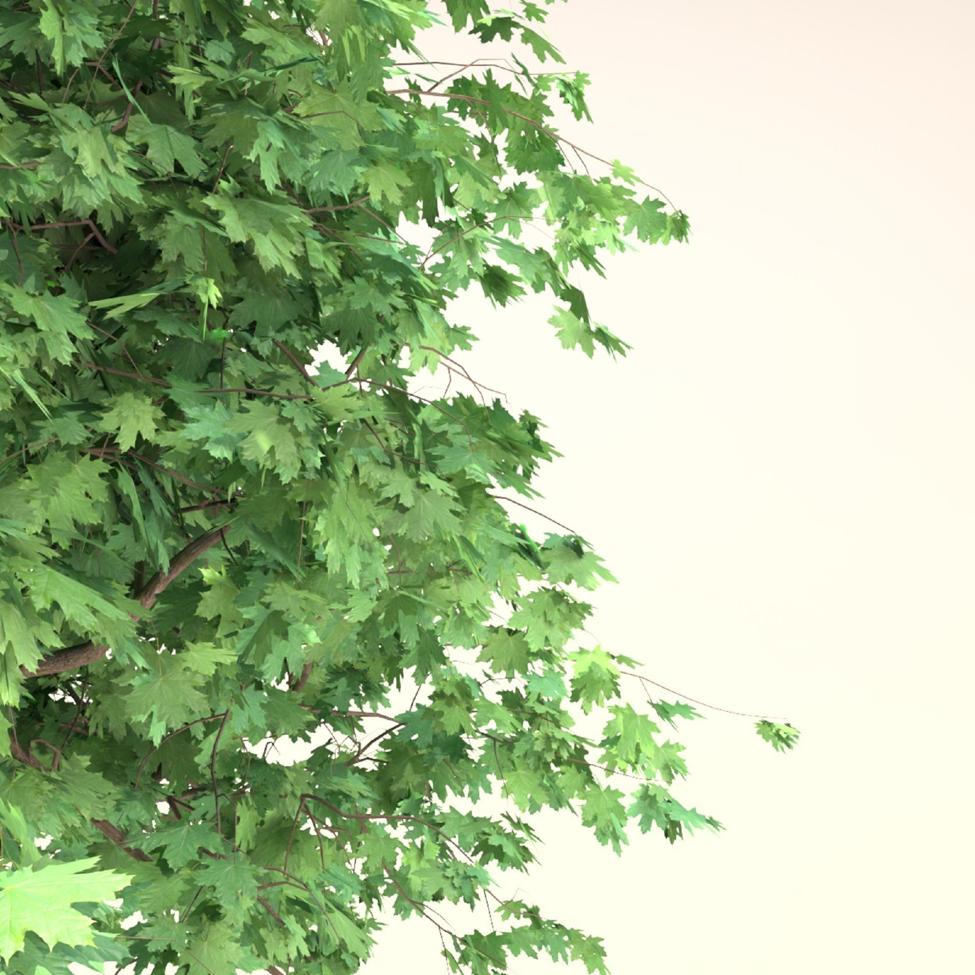 Curly maple tree 3D model_6