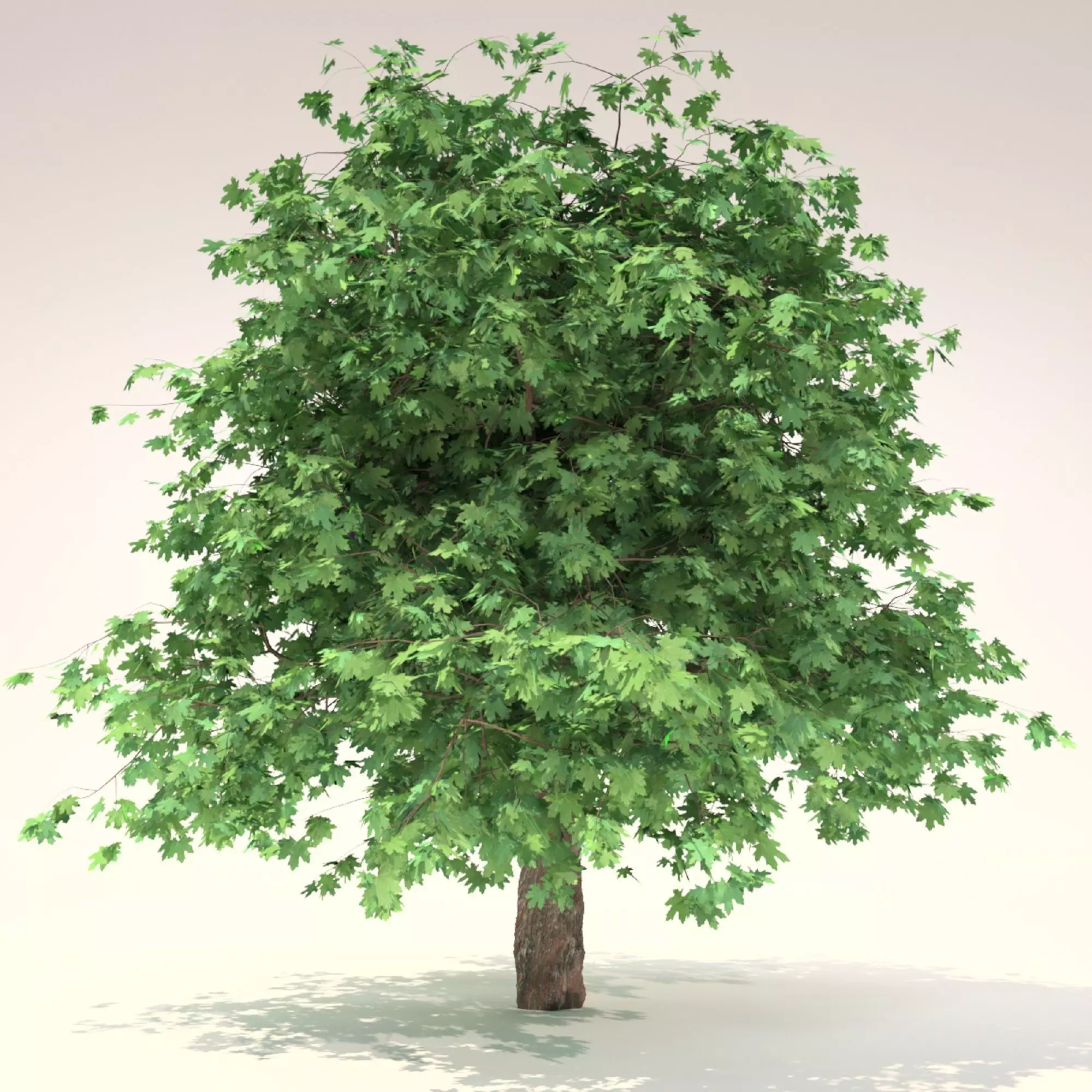Curly maple tree 3D model_0