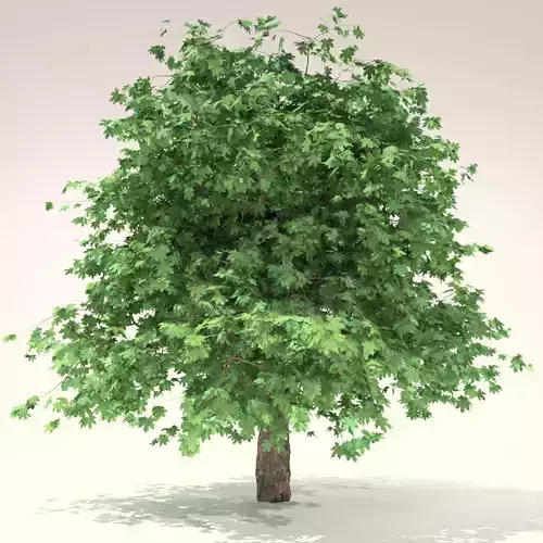 Curly maple tree 3D model