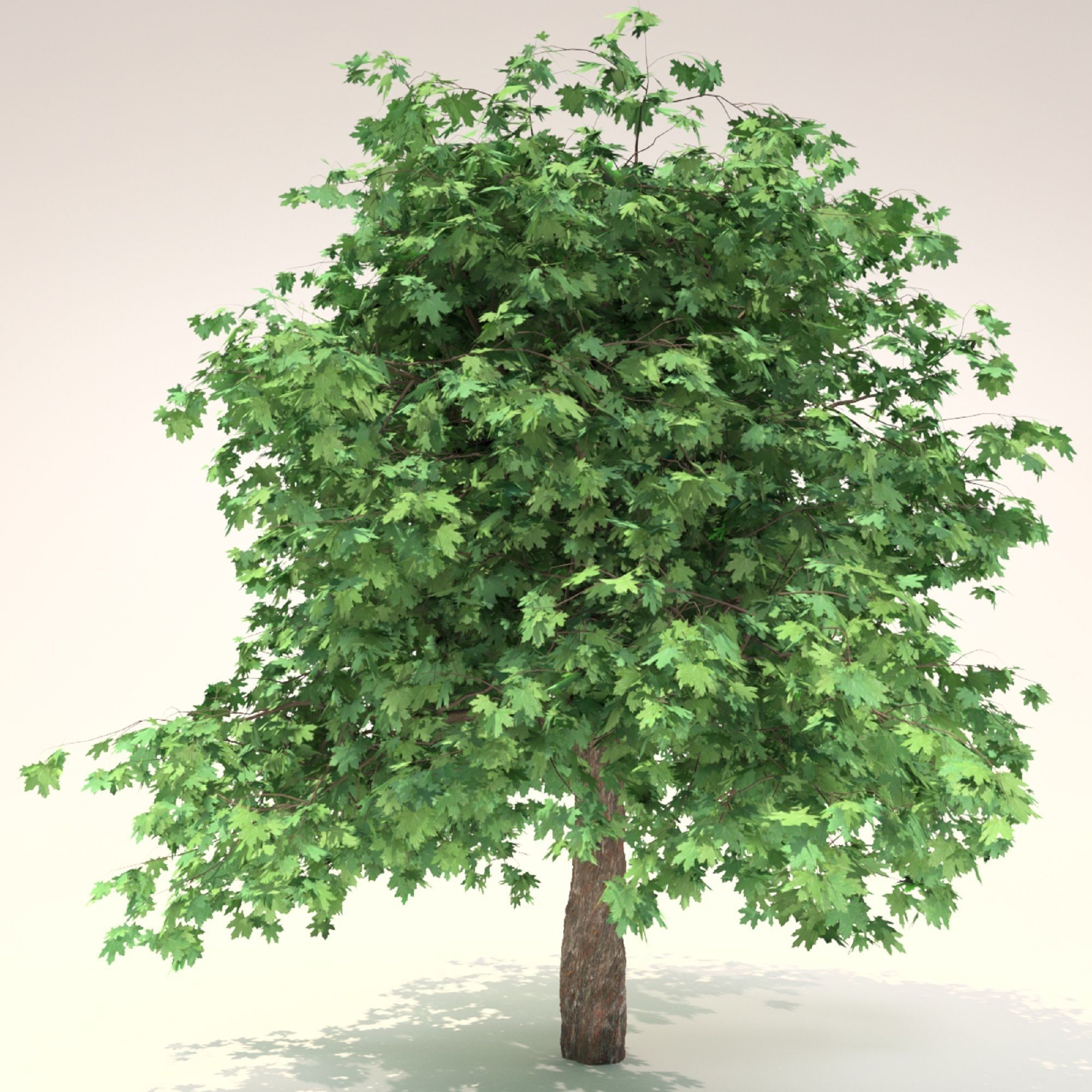 Curly maple tree 3D model_1