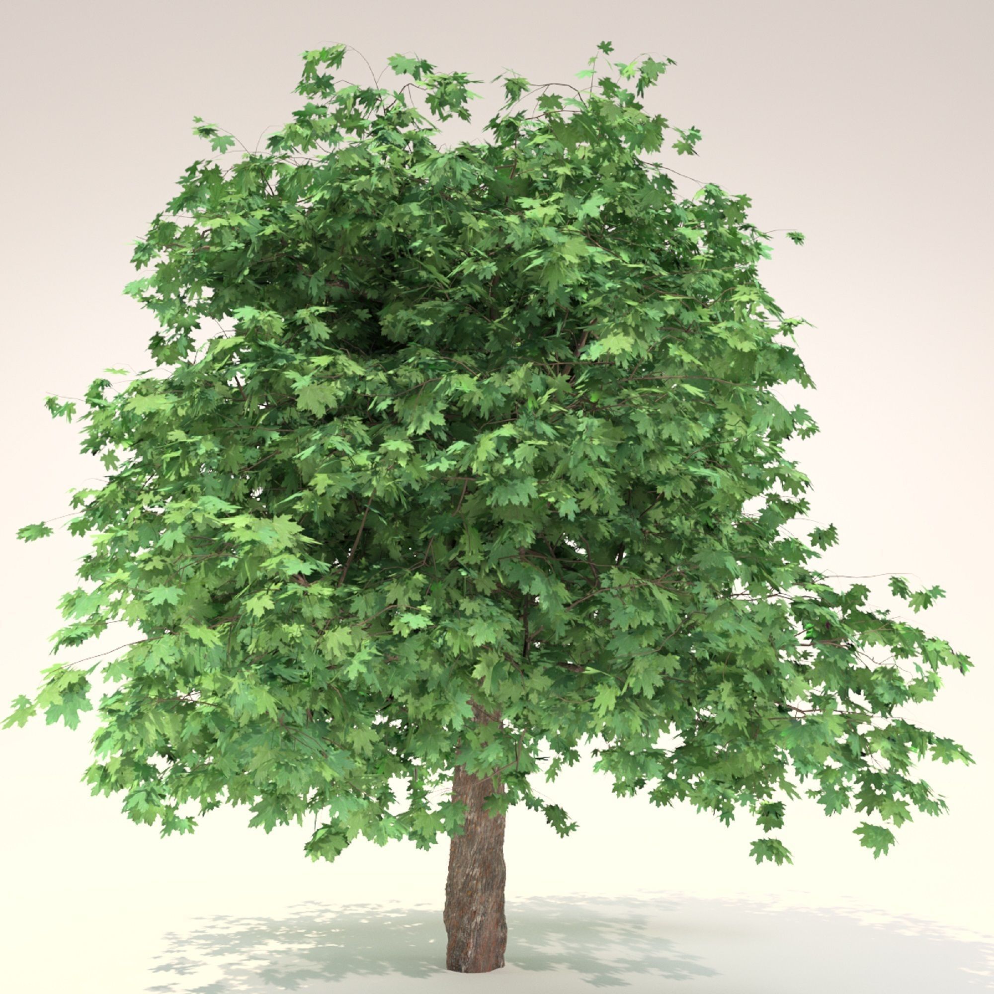 Curly maple tree 3D model_2