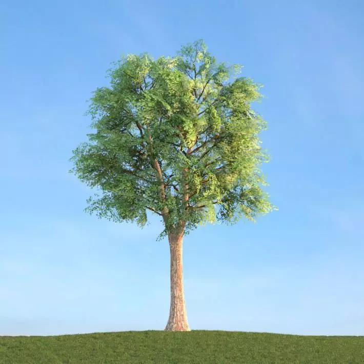 Large Green Tree 3D model_0