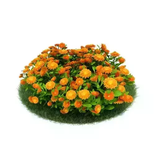 Flower Garden   Outdoor