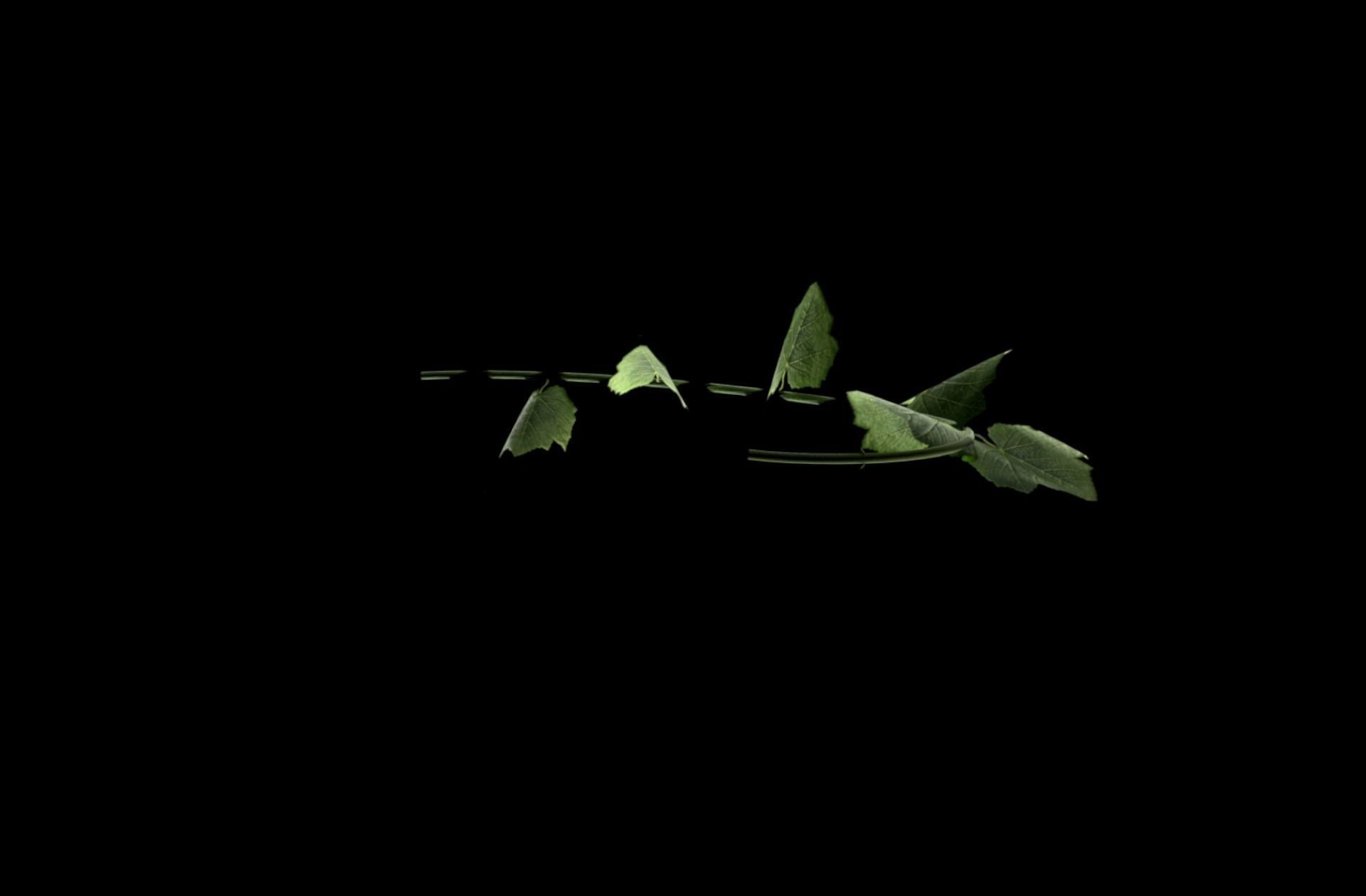 Plant leaf Low-poly 3D model_3