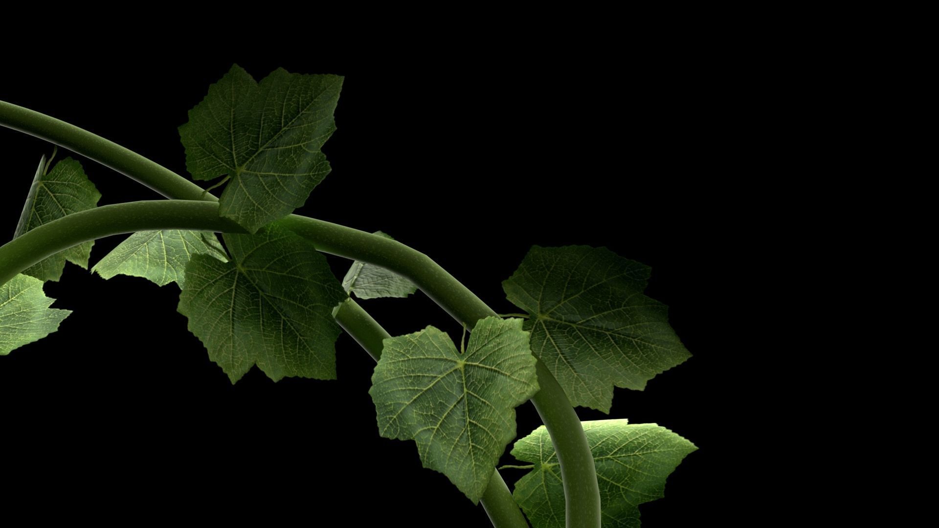 Plant leaf Low-poly 3D model_2