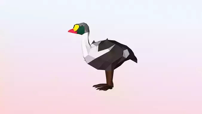 King eider Low Polygon Animal Arctic sea ocean Low-poly 3D model Low-poly 3D model