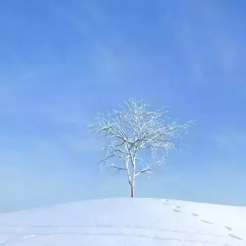 Snow Covered Tree