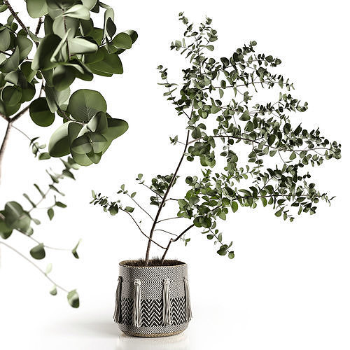 EucalyptusTree 3D model