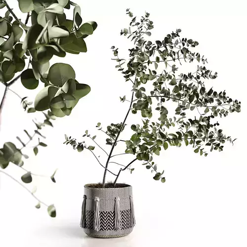 EucalyptusTree 3D model
