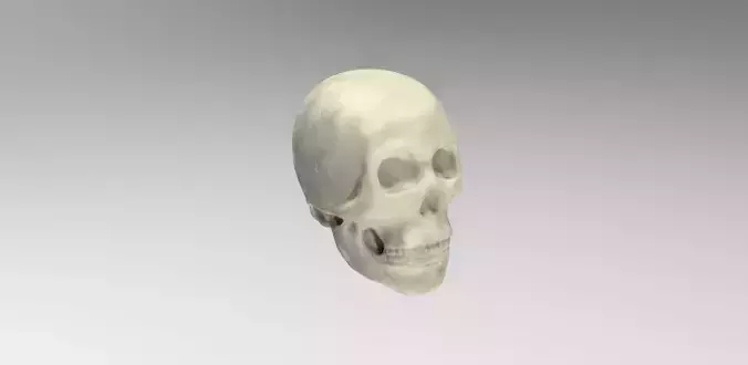 Scull human skull 3D model