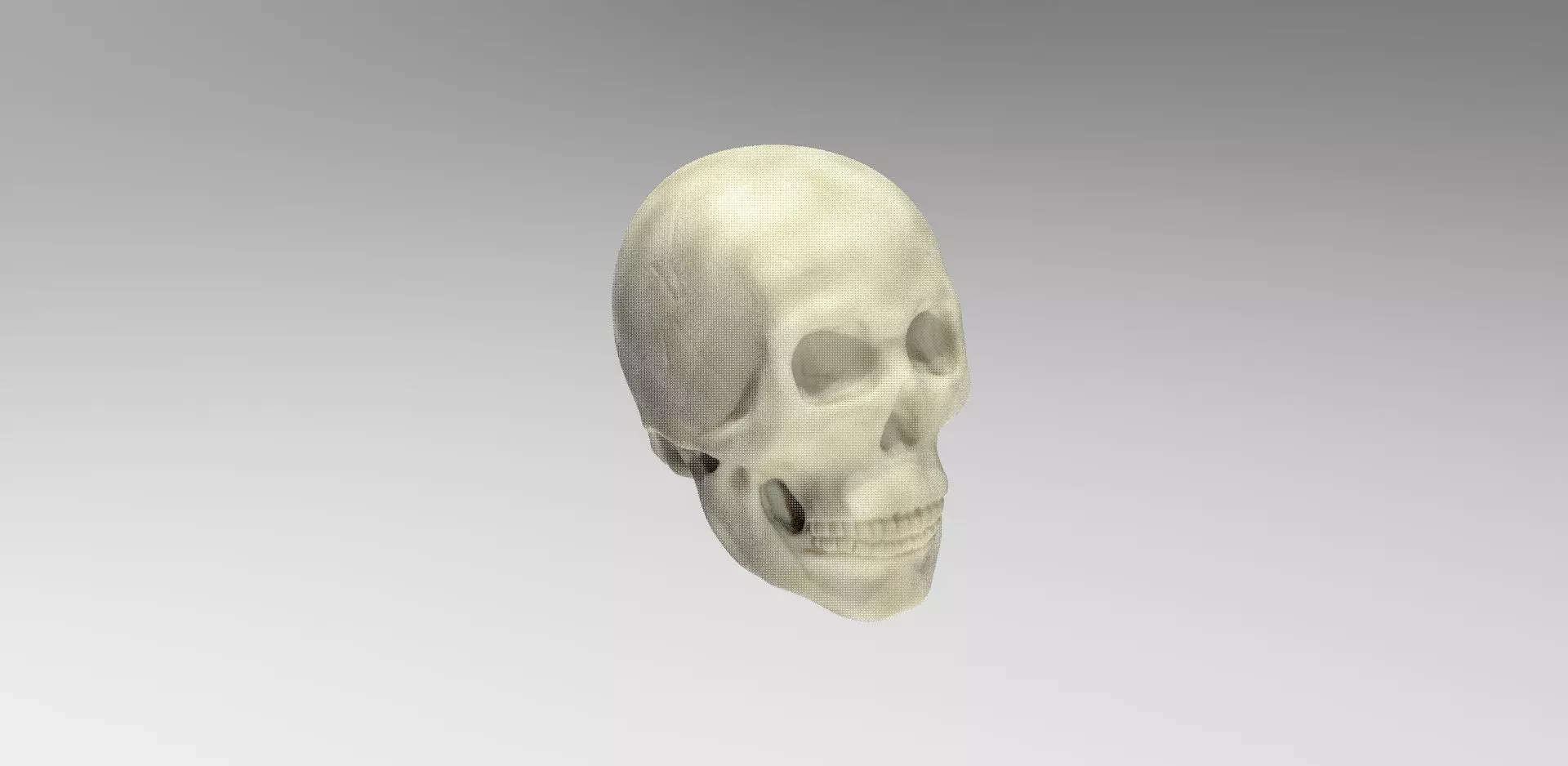 Scull human skull 3D model_0