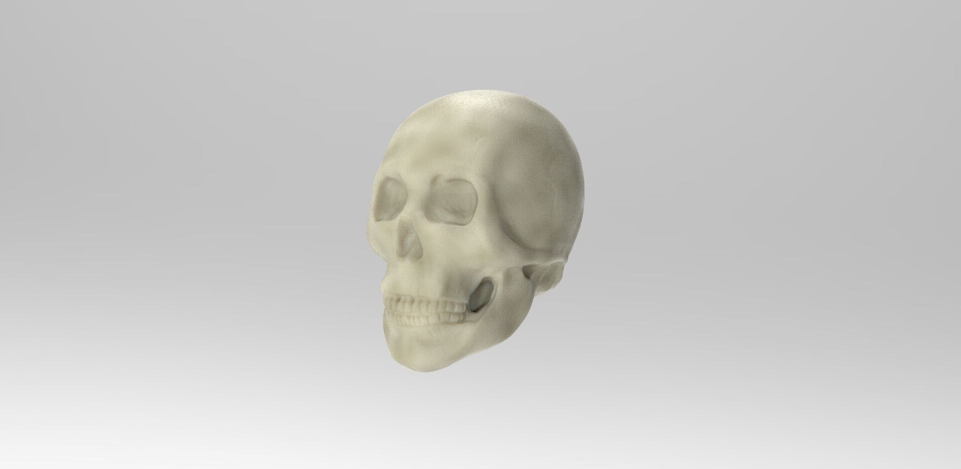 Scull human skull 3D model_1