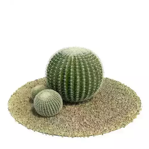 Three Green Desert Round Cactus