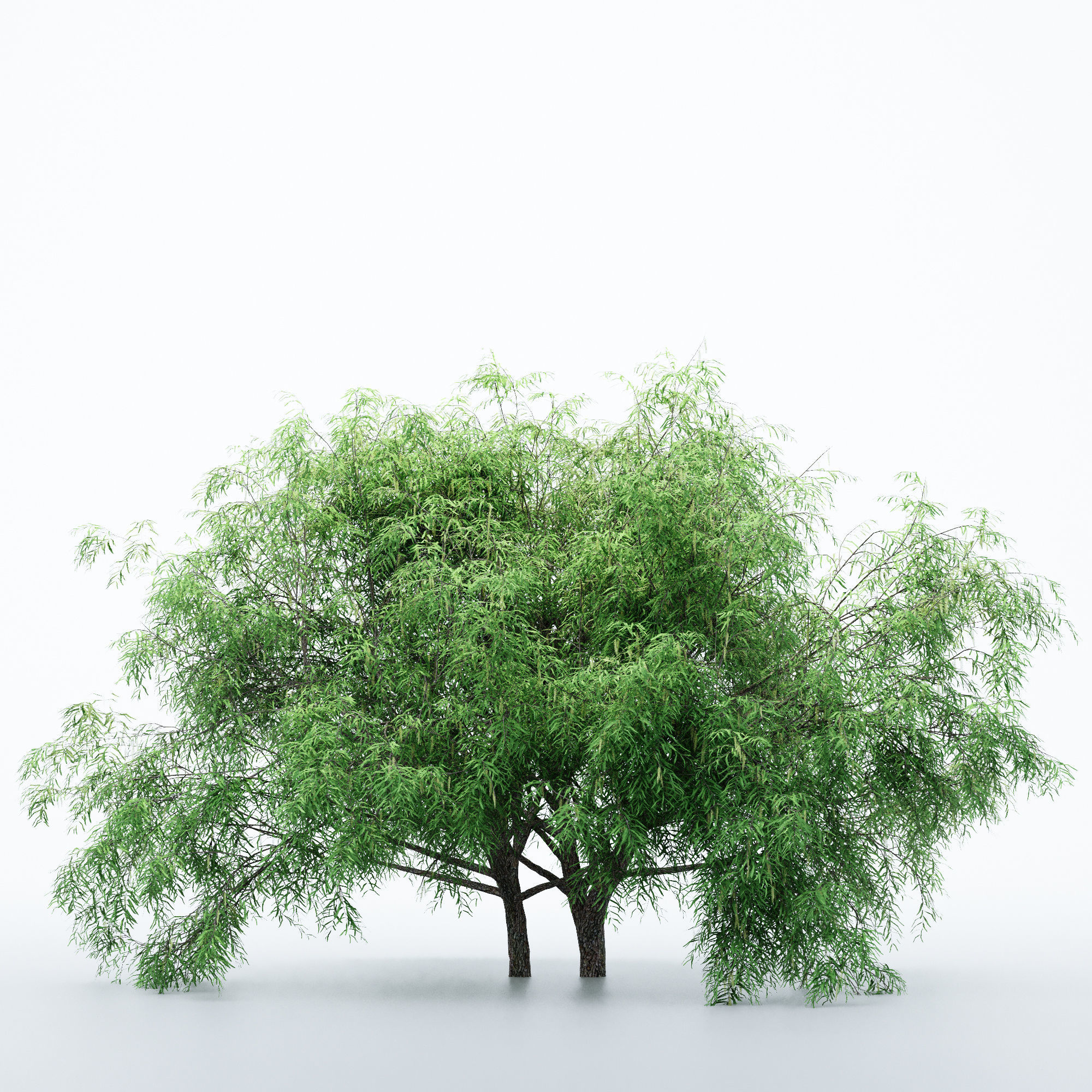 2 Different tree Honey Mesquite Flowers 3D model_3