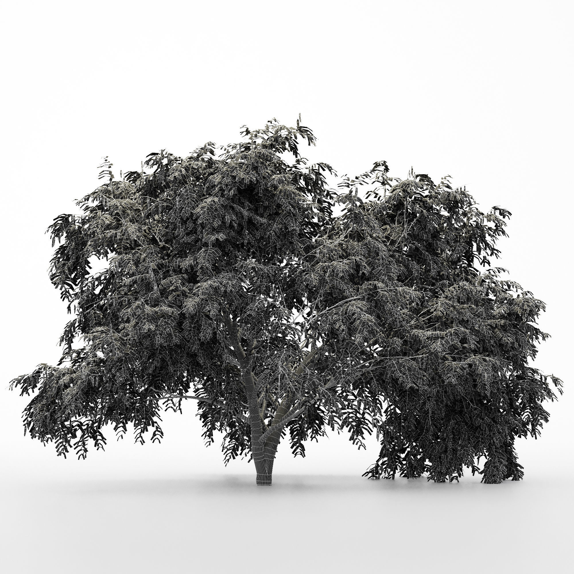 2 Different tree Honey Mesquite Flowers 3D model_5