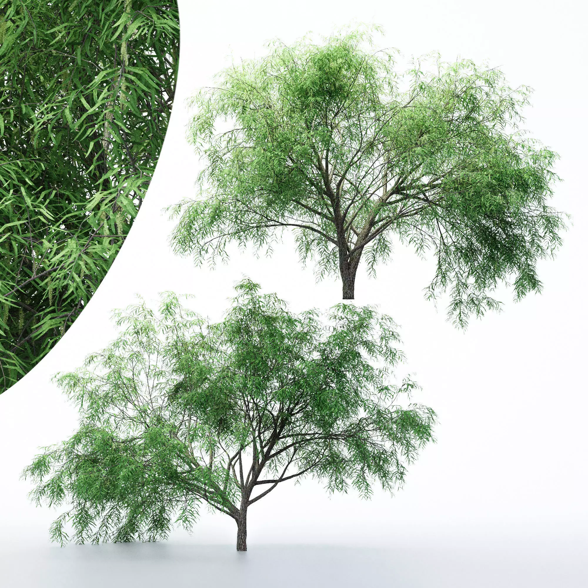 2 Different tree Honey Mesquite Flowers 3D model_0