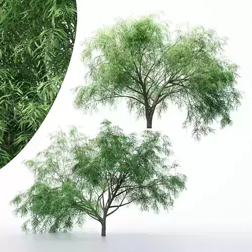 2 Different tree Honey Mesquite Flowers